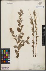Foto von Salix starkeana Willd.